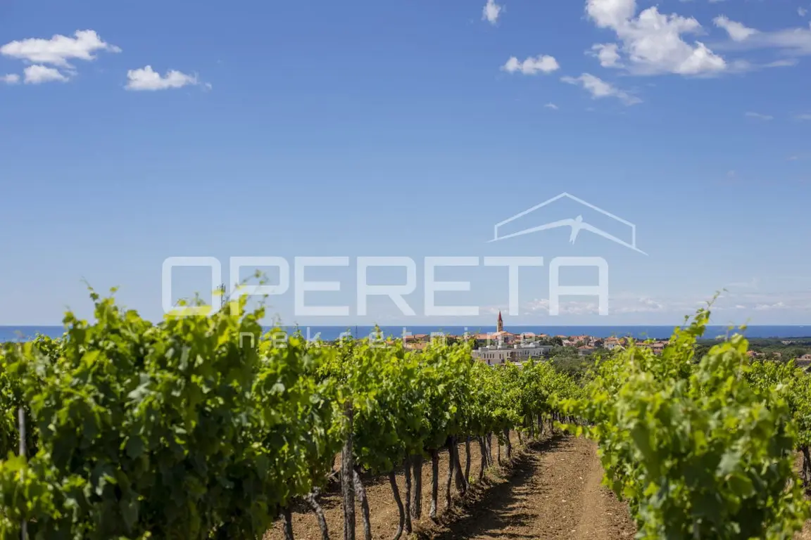 Weinreben in der Umgebung mit Blick auf einen Ort mit Kirchturm und das Meer am Horizont